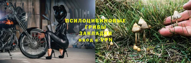 blacksprut tor  Павловск  Псилоцибиновые грибы прущие грибы 